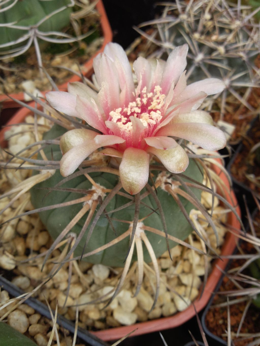 Gymnocalycium spegazzinii